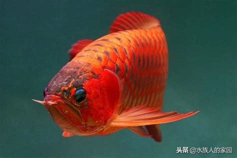 紅龍飼養|｜龍魚｜成長分享～紅龍魚怎麼養才會紅 ..